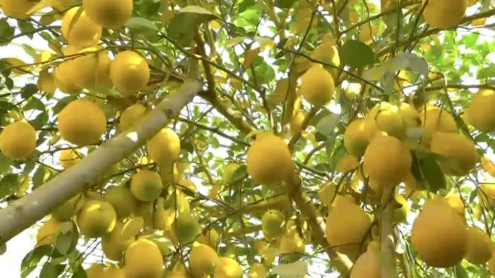 افزایش ۷ درصدی حاصلات لیمو در تخار